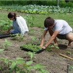 Държавен фонд „Земеделие” ще приемат млади фермери