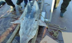 Почти 200-килограмова Моруна бе спасена от бракониери