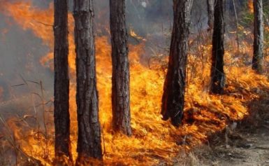 Пожар унищожи декари с орехови дървета