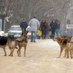 Кучета нападнаха жена в центъра на Силистра