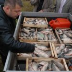 Инспектори на ИАРА са съставили актове на търговски обекти в Тутракан и Свищов за нерегламентирана продажба на риба