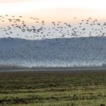 Как протече среднозимното преброяване на водолюбивите птици в Североизточна България