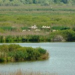 Езерото “Сребърна” отново достъпно за рибарите