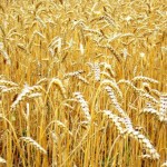 Опазиха зърнената реколтата в Крайдунавска Добруджа от пожари