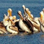 Повече от 200 къдроглави пеликани от резерват „Сребърна“ отлетяха на юг