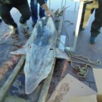 Почти 200-килограмова Моруна бе спасена от бракониери