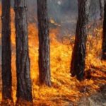 Пожар унищожи декари с орехови дървета